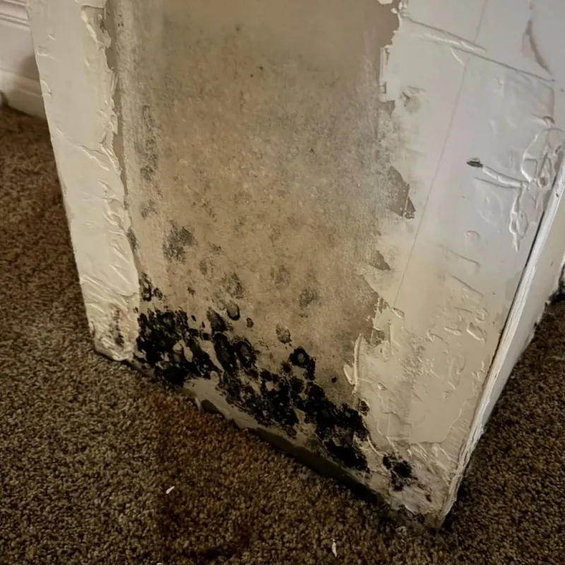Professional Mold Removal in Obion, TN
